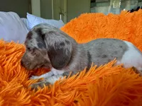 Zay, a male Miniature Dachshund for sale in Saint Cloud, FL – Photo 4 of 9