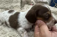 Milo 🐾🐶🤍🤎✨, a male Miniature Dachshund for sale in Saint Cloud, FL – Photo 9 of 10