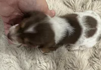 Milo 🐾🐶🤍🤎✨, a male Miniature Dachshund for sale in Saint Cloud, FL – Photo 6 of 10