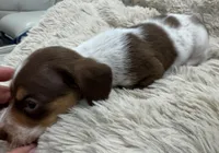 Milo 🐾🐶🤍🤎✨, a male Miniature Dachshund for sale in Saint Cloud, FL – Photo 3 of 10