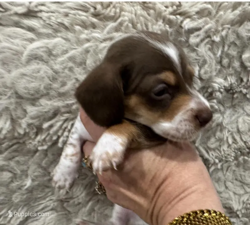 Milo 🐾🐶🤍🤎✨ – Miniature Dachshund puppy for sale in Saint Cloud, FL