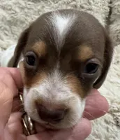 Milo 🐾🐶🤍🤎✨, a male Miniature Dachshund for sale in Saint Cloud, FL – Photo 7 of 10