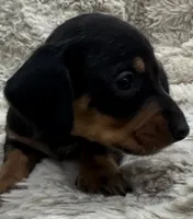 Theo🐶🤎🖤🤎, a male Miniature Dachshund for sale in Saint Cloud, FL – Photo 10 of 10