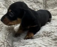 Theo🐶🤎🖤🤎, a male Miniature Dachshund for sale in Saint Cloud, FL – Photo 6 of 10