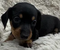 Theo🐶🤎🖤🤎, a male Miniature Dachshund for sale in Saint Cloud, FL – Photo 7 of 10