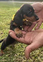 Theo🐶🤎🖤🤎, a male Miniature Dachshund for sale in Saint Cloud, FL – 3 of 10