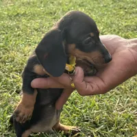 Theo🐶🤎🖤🤎, a male Miniature Dachshund for sale in Saint Cloud, FL – 9 of 10