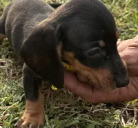 Theo🐶🤎🖤🤎, a male Miniature Dachshund for sale in Saint Cloud, FL – 1 of 10