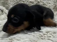 Theo🐶🤎🖤🤎, a male Miniature Dachshund for sale in Saint Cloud, FL – Photo 4 of 10