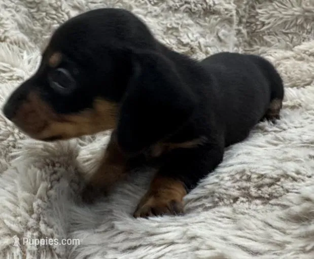 Theo🐶🤎🖤🤎 – Miniature Dachshund puppy for sale in Saint Cloud, FL