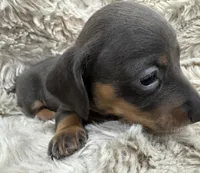 Mocha ☕ 🐶🤎🖤🤎, a female Miniature Dachshund for sale in Saint Cloud, FL – Photo 9 of 10