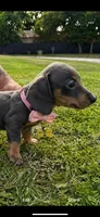Princesa 👸 ☕ 🐶🤎🖤🤎, a female Miniature Dachshund for sale in Saint Cloud, FL – Photo 2 of 8