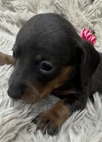 Mocha ☕ 🐶🤎🖤🤎, a female Miniature Dachshund for sale in Saint Cloud, FL – Photo 7 of 10