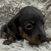 Mocha ☕ 🐶🤎🖤🤎, a female Miniature Dachshund for sale in Saint Cloud, FL – Photo 2 of 10