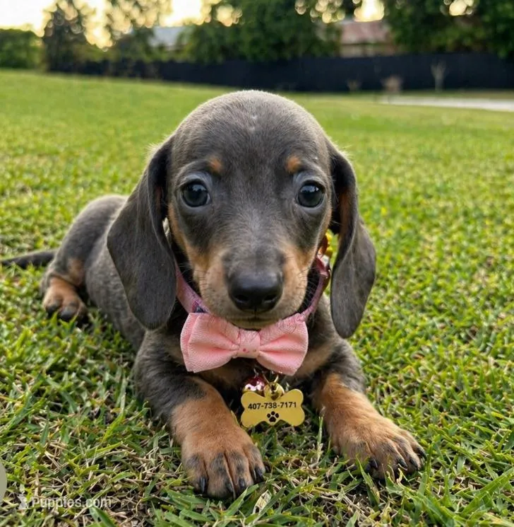 Princesa 👸 ☕ 🐶🤎🖤🤎 – Miniature Dachshund puppy for sale in Saint Cloud, FL