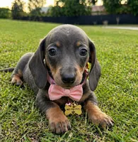 Princesa 👸 ☕ 🐶🤎🖤🤎, a female Miniature Dachshund for sale in Saint Cloud, FL – Photo 1 of 8