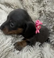 Mocha ☕ 🐶🤎🖤🤎, a female Miniature Dachshund for sale in Saint Cloud, FL – Photo 6 of 10