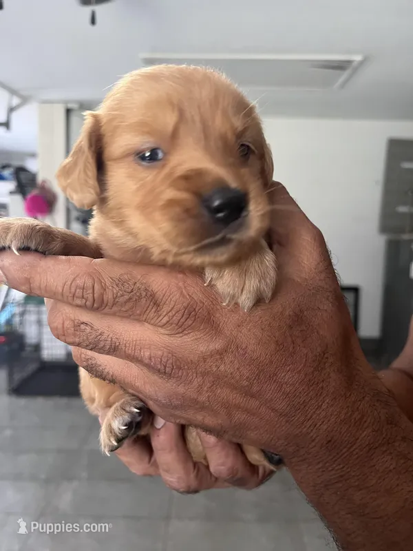 Channel, a female Golden Retriever for sale in Saint Cloud, FL – Photo 1 of 2