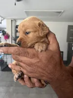 Channel, a female Golden Retriever for sale in Saint Cloud, FL – Photo 2 of 2