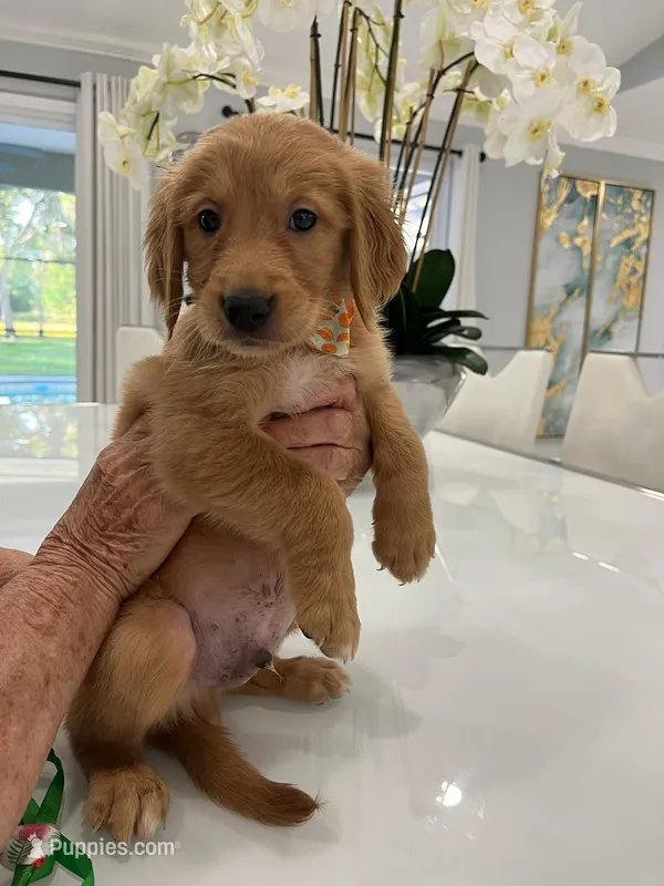 Rey  – Golden Retriever puppy for sale in Kissimmee, FL