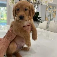 Rey , a male Golden Retriever for sale in Saint Cloud, FL – Photo 2 of 4