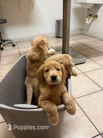 Rey , a male Golden Retriever for sale in Saint Cloud, FL – Photo 1 of 3