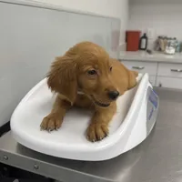 Rey , a male Golden Retriever for sale in Saint Cloud, FL – Photo 3 of 4