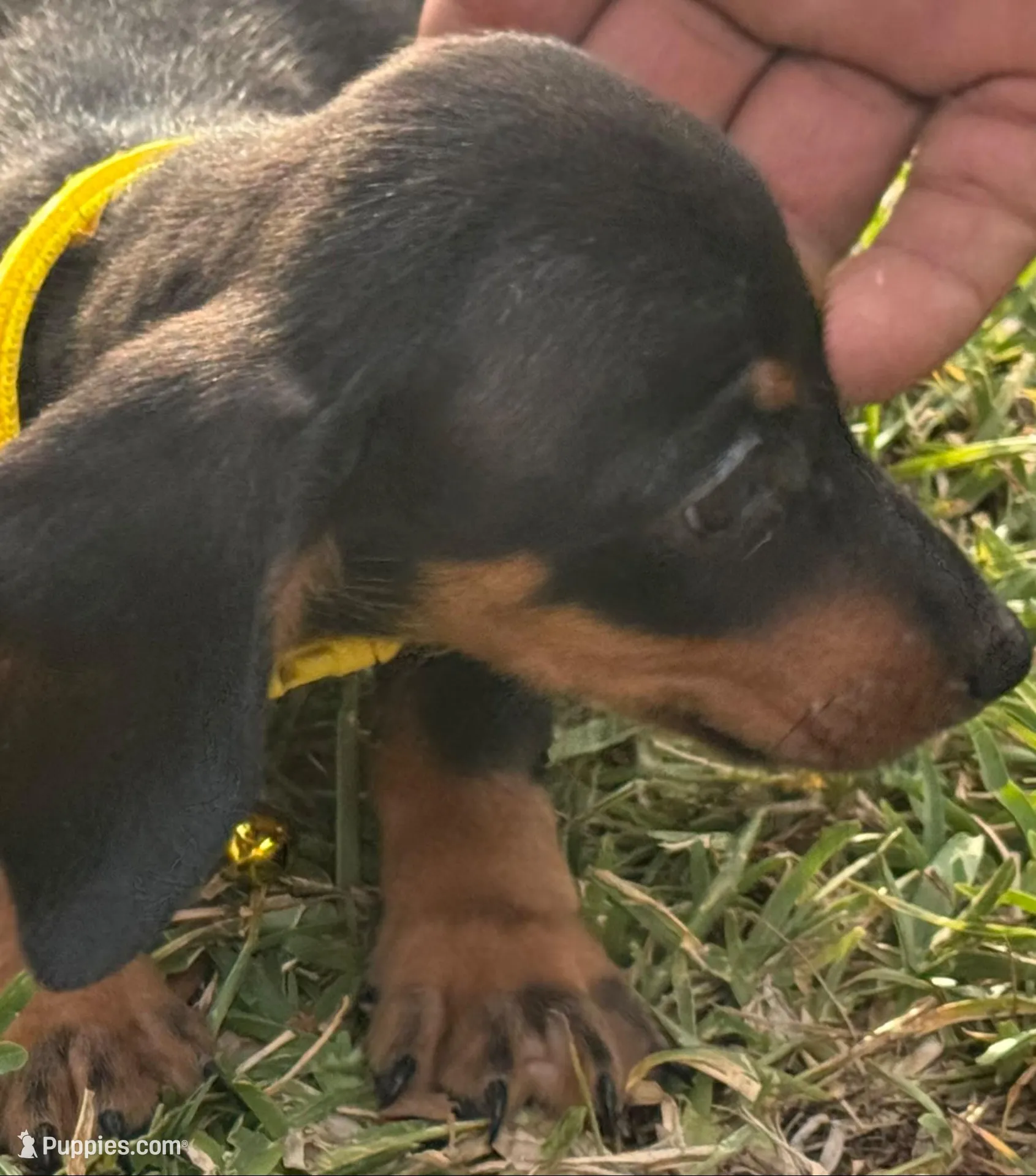 Theo🐶🤎🖤🤎, a male Miniature Dachshund for sale in Saint Cloud, FL – 4 of 10
