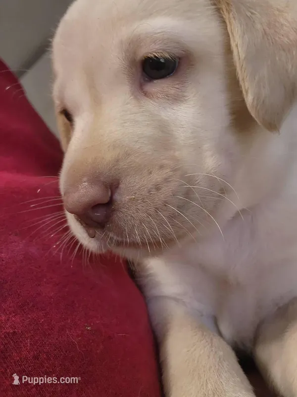 Lala, a female Labrador Retriever for sale in Saint Cloud, FL – Photo 1 of 5