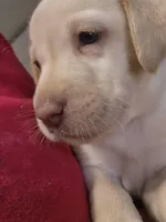 Lala, a female Labrador Retriever for sale in Saint Cloud, FL – Photo 1 of 5