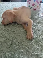 Lala, a female Labrador Retriever for sale in Saint Cloud, FL – Photo 4 of 5