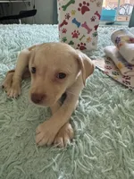 Lala, a female Labrador Retriever for sale in Saint Cloud, FL – Photo 2 of 5