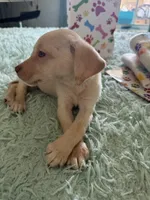 Lala, a female Labrador Retriever for sale in Saint Cloud, FL – Photo 5 of 5