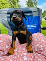 European Doberman , a male Doberman Pinscher for sale in Arlington, WA – 3 of 10