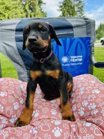 European Doberman , a male Doberman Pinscher for sale in Arlington, WA – 8 of 10