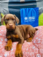 European Doberman , a male Doberman Pinscher for sale in Arlington, WA – 5 of 10