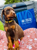 European Doberman , a male Doberman Pinscher for sale in Arlington, WA – 7 of 10