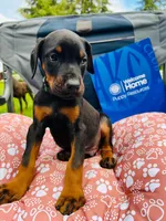 European Doberman , a male Doberman Pinscher for sale in Arlington, WA – 10 of 10