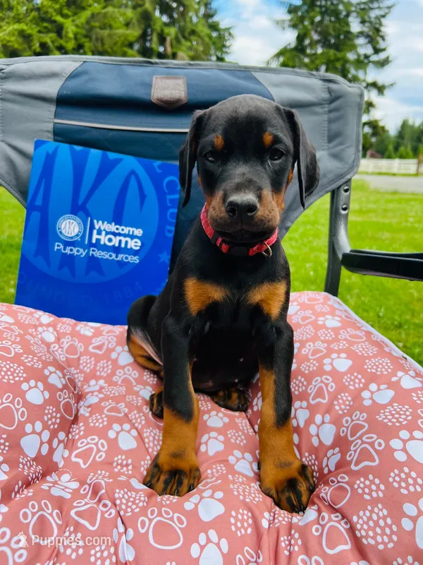 European Doberman  – Doberman Pinscher puppy for sale in Arlington, WA