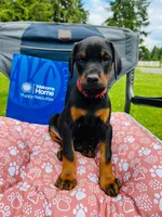 European Doberman , a male Doberman Pinscher for sale in Arlington, WA – 9 of 10