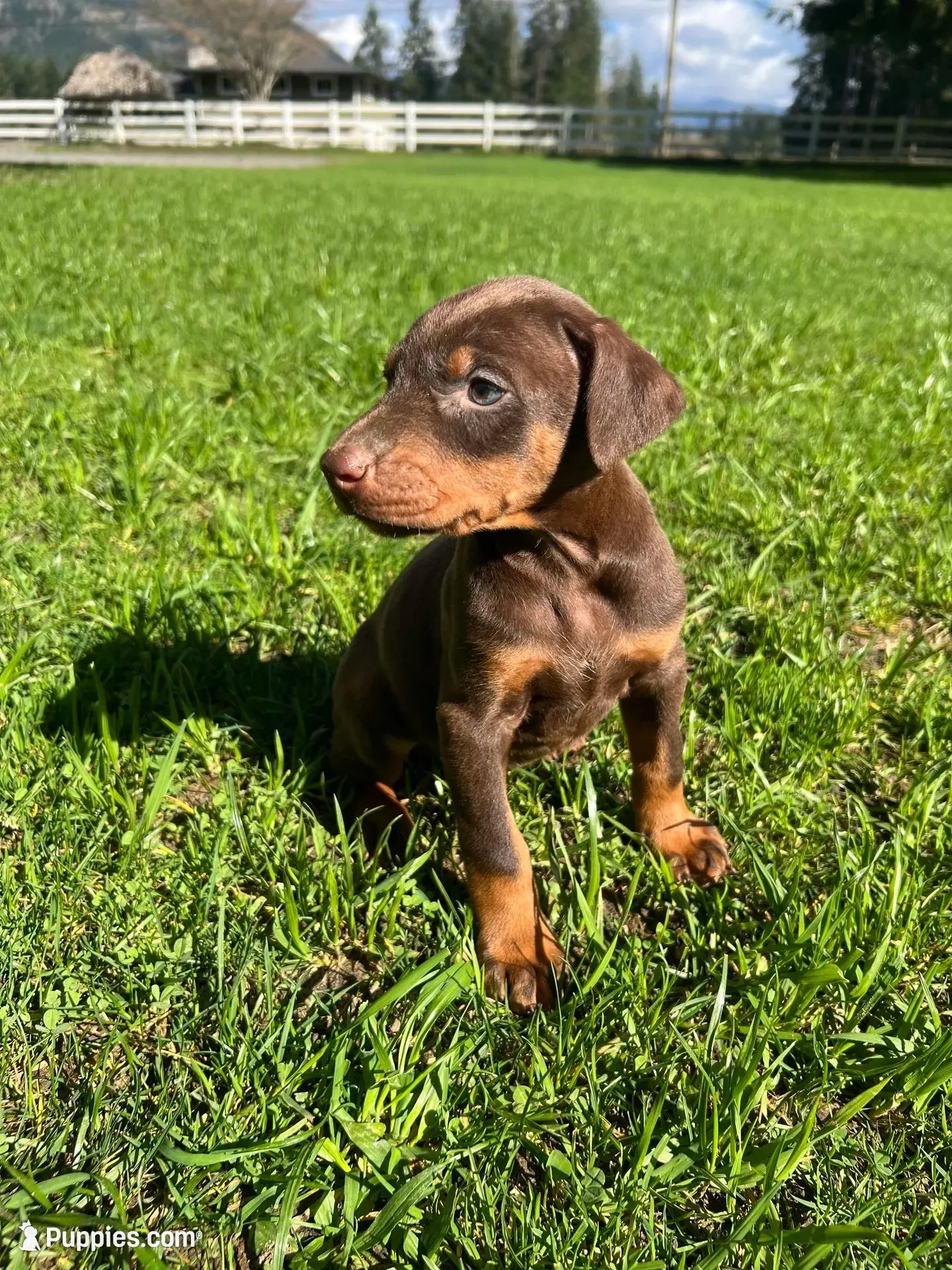 Doberman puppy , a male Doberman Pinscher for sale in Arlington, WA – Photo 4 of 4