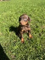 Doberman puppy , a male Doberman Pinscher for sale in Arlington, WA – Photo 3 of 4