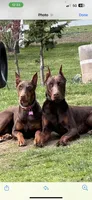 Doberman puppy , a male Doberman Pinscher for sale in Arlington, WA – Photo 1 of 4