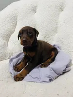 Doberman puppy , a male Doberman Pinscher for sale in Arlington, WA – Photo 2 of 4