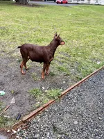 Doberman puppy , a male Doberman Pinscher for sale in Arlington, WA – Photo 3 of 3