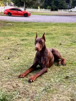 Doberman puppy , a male Doberman Pinscher for sale in Arlington, WA – Photo 1 of 3