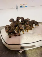 Doberman puppy , a male Doberman Pinscher for sale in Arlington, WA – Photo 2 of 3