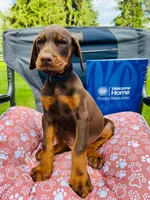 European Doberman , a male Doberman Pinscher for sale in Arlington, WA – 6 of 10