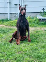 European Doberman , a female Doberman Pinscher for sale in Arlington, WA – Photo 2 of 5