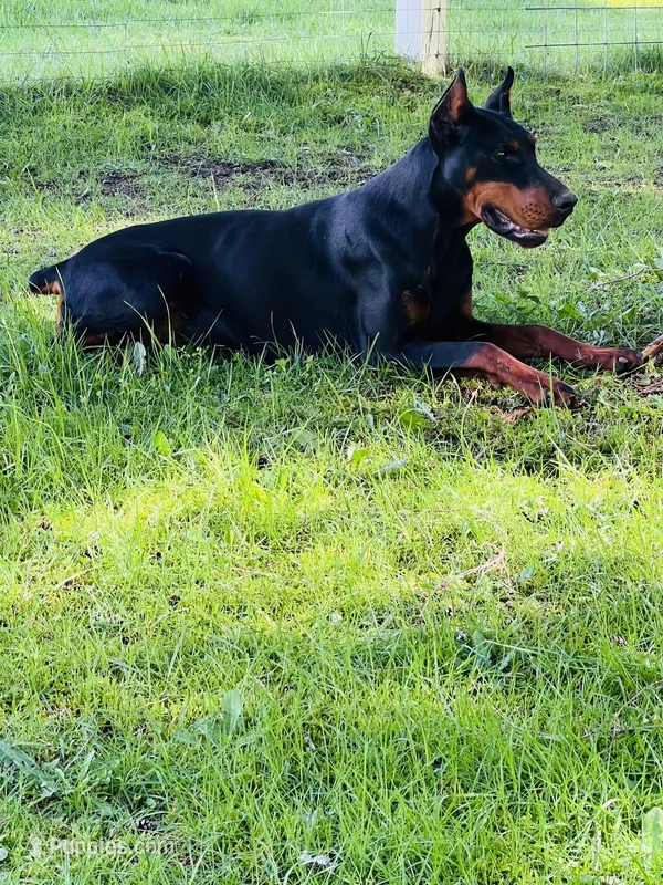 European Doberman  – Doberman Pinscher puppy for sale in Arlington, WA